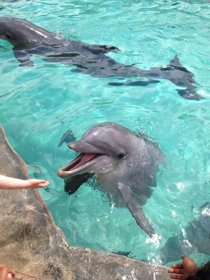 Dolphin House + Dive gallery photo 1