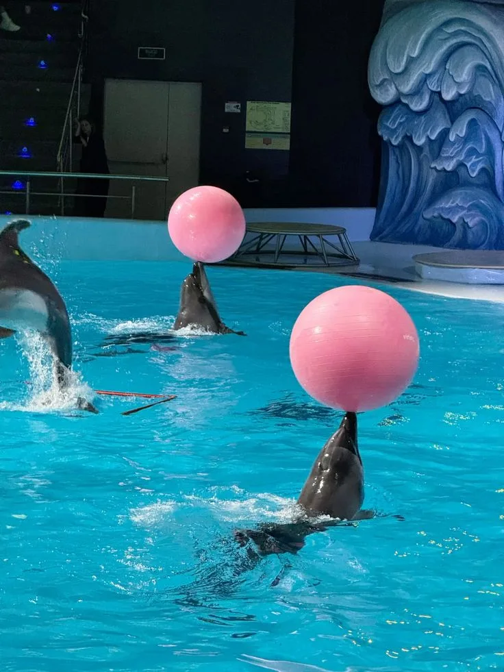 Dolphin Show gallery photo 1