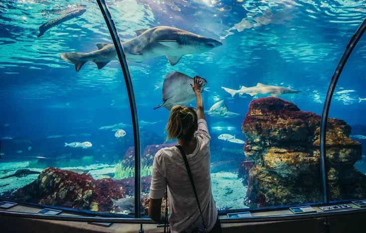 Hurghada Grand Aquarium gallery photo 1