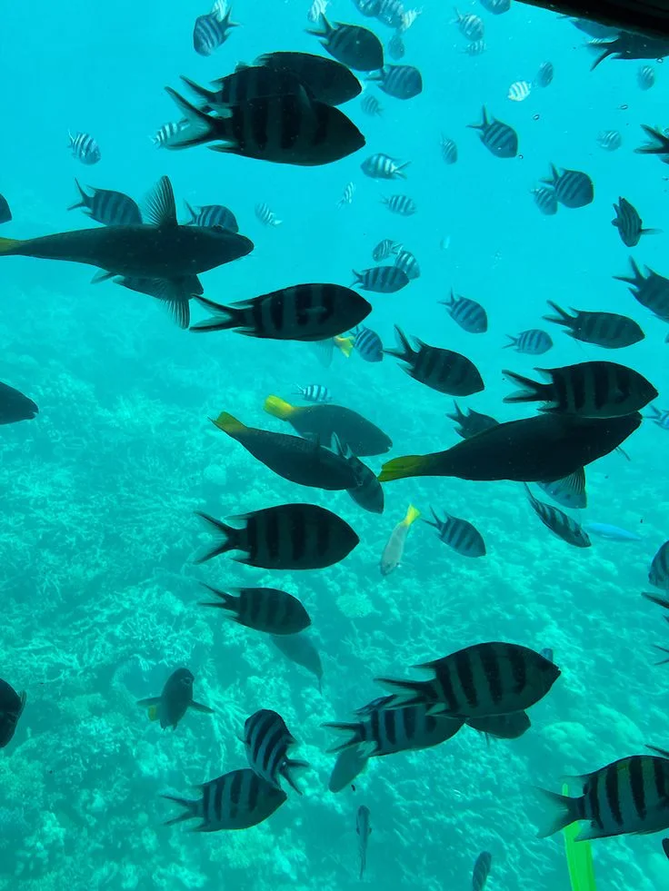 Orange Bay Plus · Submarine gallery photo 1